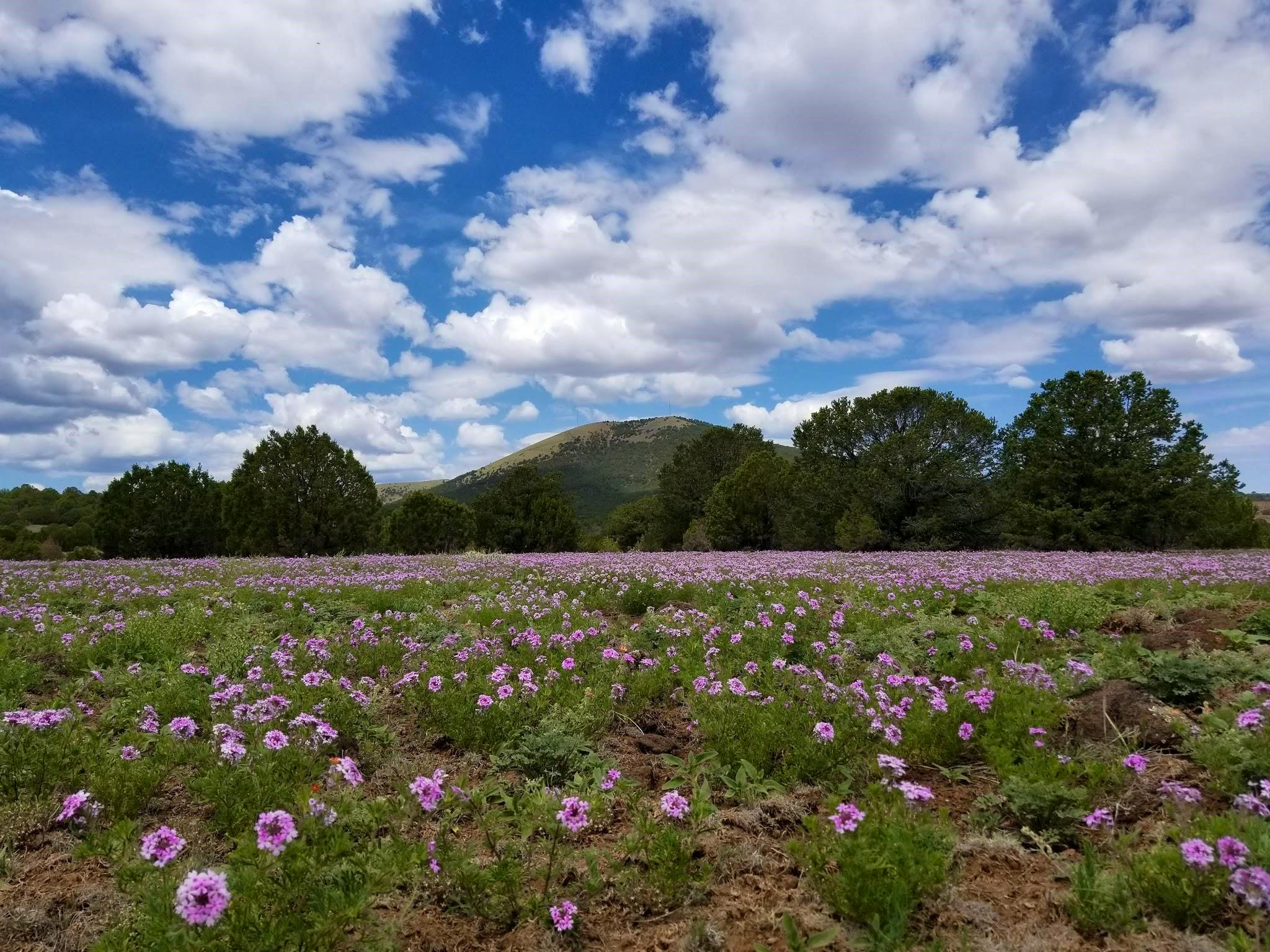 Field of wildflowers 